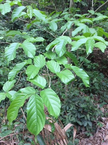 Holoptelea grandis