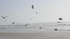 Chroicocephalus cirrocephalus