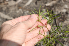 Zieria laxiflora
