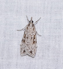 Scoparia ochrophara