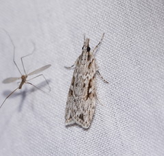 Scoparia ochrophara