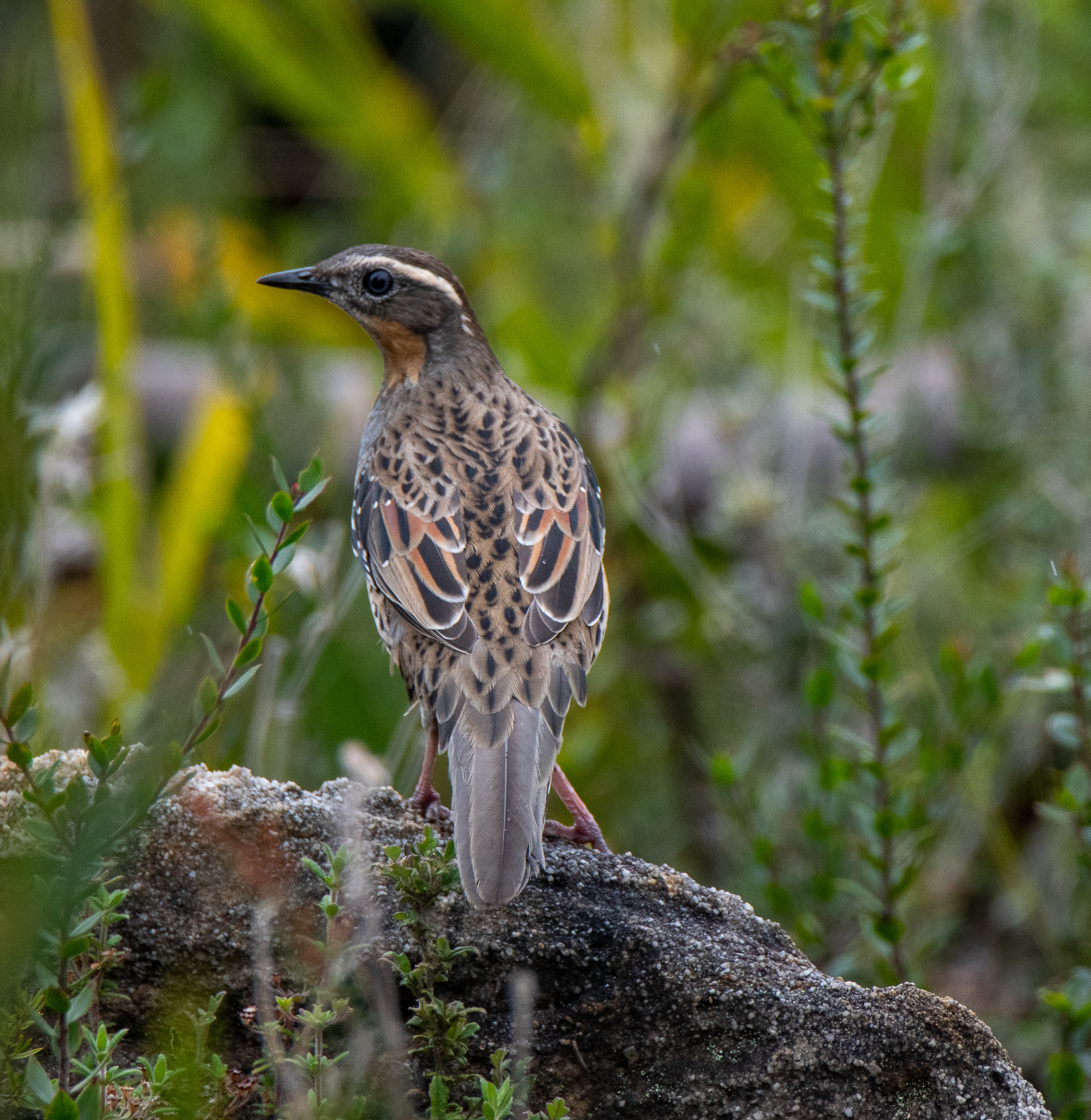 Spotted Quail-thrush (Cinclosoma punctatum)