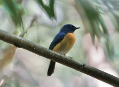 Cyornis rufigastra