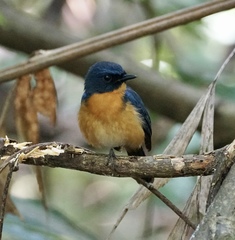 Cyornis rufigastra