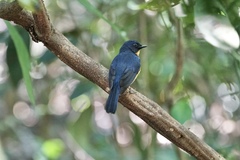 Cyornis rufigastra