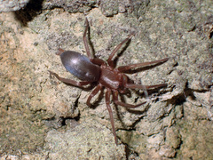 Hypodrassodes maoricus