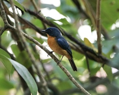 Cyornis rufigastra