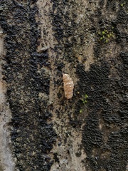 Insecta