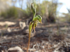 Pterostylis pusilla