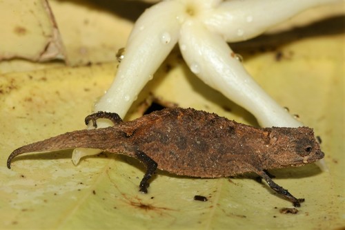 Peyrieras' Dwarf Leaf Chameleon, Brookesia peyrierasi