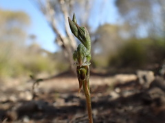 Pterostylis pusilla