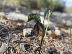 Pterostylis pusilla
