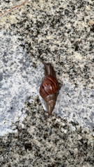 Lissachatina fulica