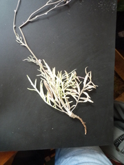 Jurinea salicifolia