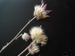Jurinea salicifolia