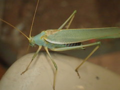Elephantodeta nobilis