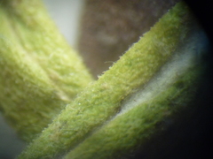 Jurinea salicifolia