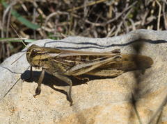 Locusta migratoria cinerascens