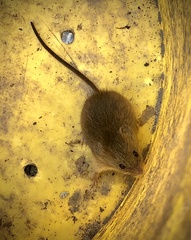Micromys minutus