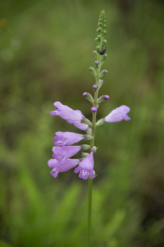 slenderleaf false dragonhead (Physostegia leptophylla)