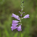 Slenderleaf False Dragonhead - Photo (c) Peter and Kim Connolly, some rights reserved (CC BY-NC), uploaded by Peter and Kim Connolly