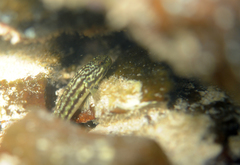 Bathygobius casamancus