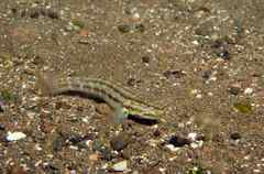 Bathygobius casamancus