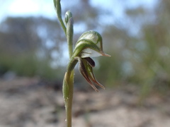 Pterostylis pusilla