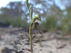 Pterostylis pusilla