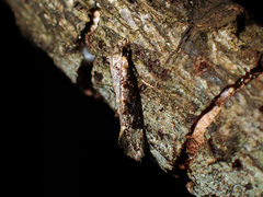 Trithamnora certella