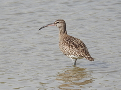 Numenius phaeopus