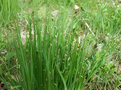 Melica picta