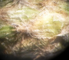 Centaurea besseriana