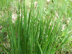 Melica picta
