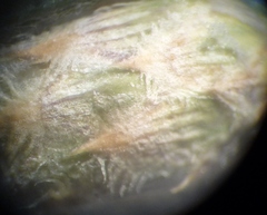 Centaurea besseriana