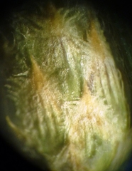 Centaurea besseriana