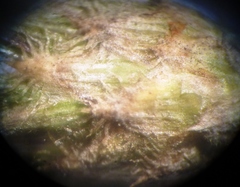 Centaurea besseriana