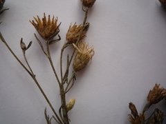 Centaurea besseriana