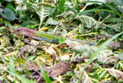 Ameiva