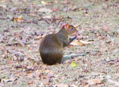 Dasyprocta variegata