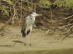 Ardea cinerea
