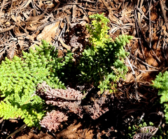 Cheilanthes contracta