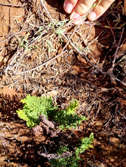 Cheilanthes contracta