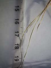 Festuca rupicola
