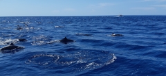 Stenella longirostris