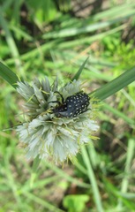 Cyperus niveus leucocephalus