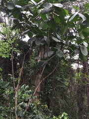 Tabernaemontana pachysiphon