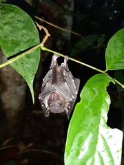 Balionycteris maculata