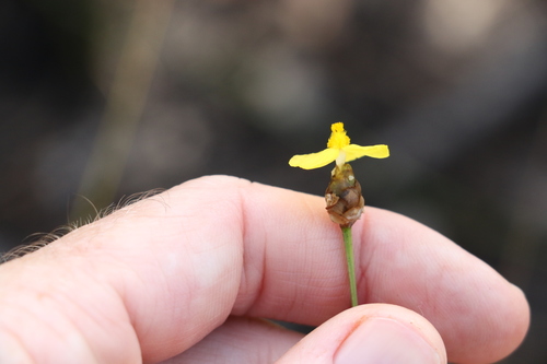 Hawai'i yelloweyed grass (Xyris complanata)