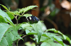 Heliconius wallacei